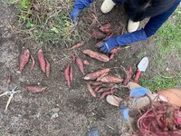 芋ほり②どちらかの写　真 (1).jpg